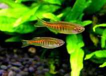 GB Danio choprae -- Celestichthys choprae --Danio myanmarski