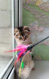 Кошеня породи scottish fold золота шиншила.