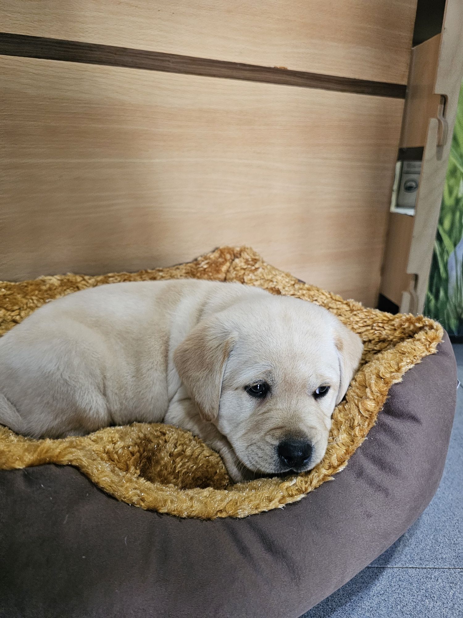 Labrador fêmea pura