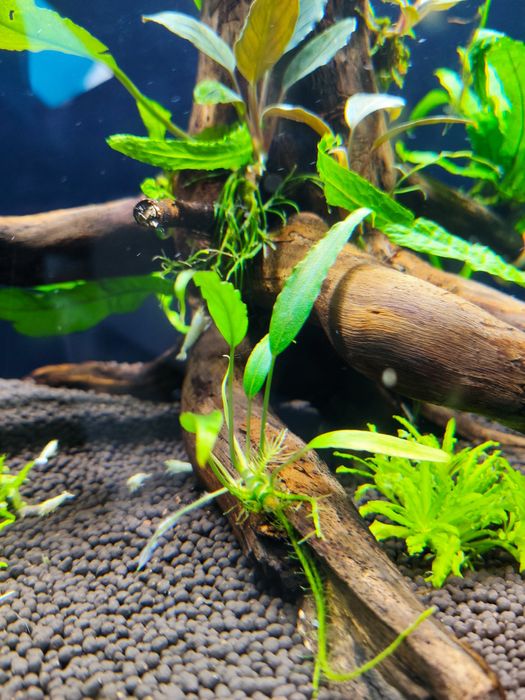 Schismatlogosis Roseophatha