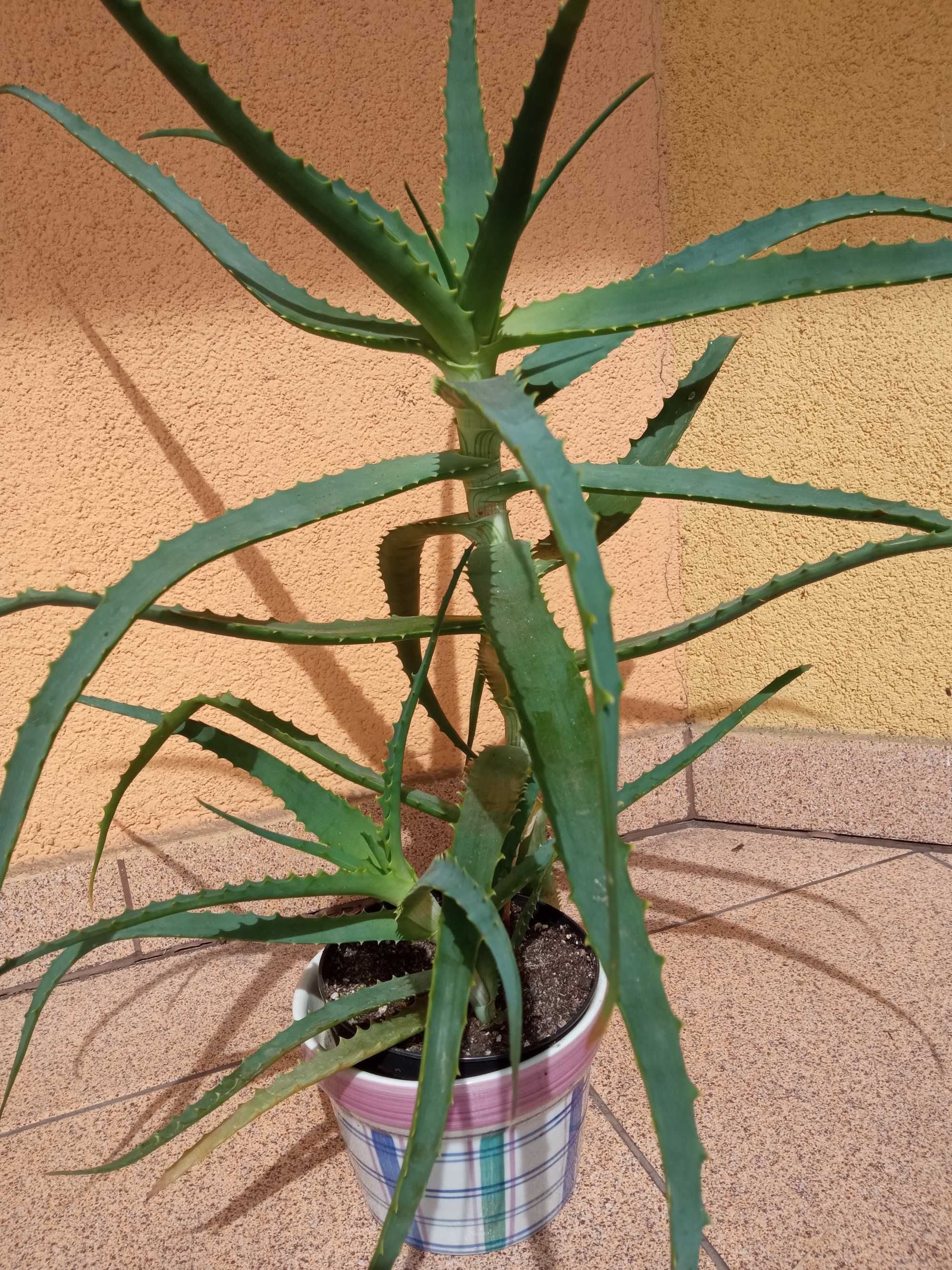 Aloes kaktus sukulent leczniczy kilkuletni