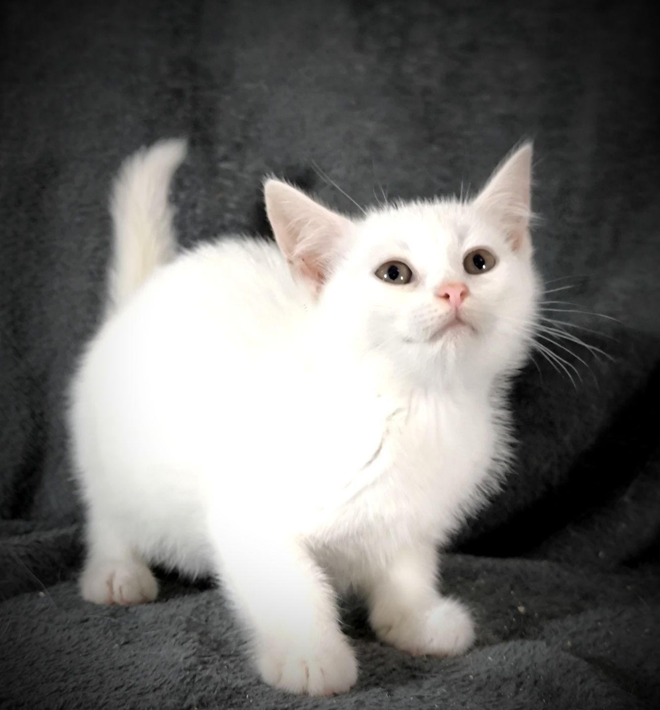котик в добрі руки