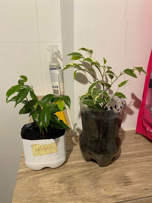 Fikus Benjamina Variegata 'Kinky' trzy kolory 1 szt + Natasja 1 szt