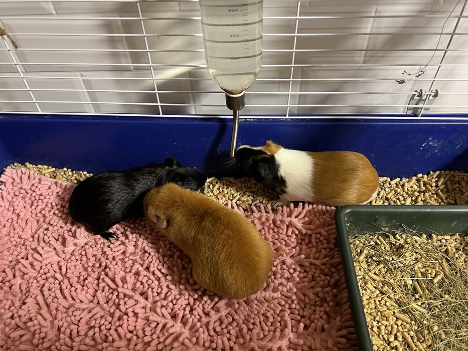 Три милі Морські свинки з кліткою