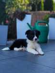 Border Collie Piesek Śliczny Czarno Biały