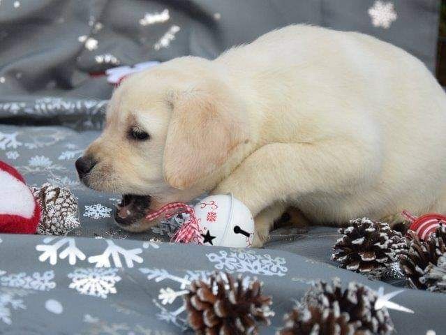 Piesek Labrador retriever