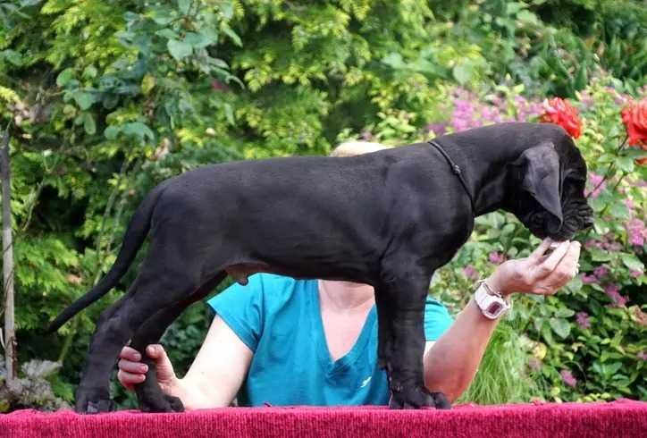 Dog Niemiecki rodowod FCI czarny chłopak