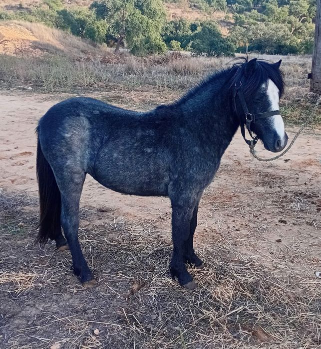 Ponei Femea Cx Welsh