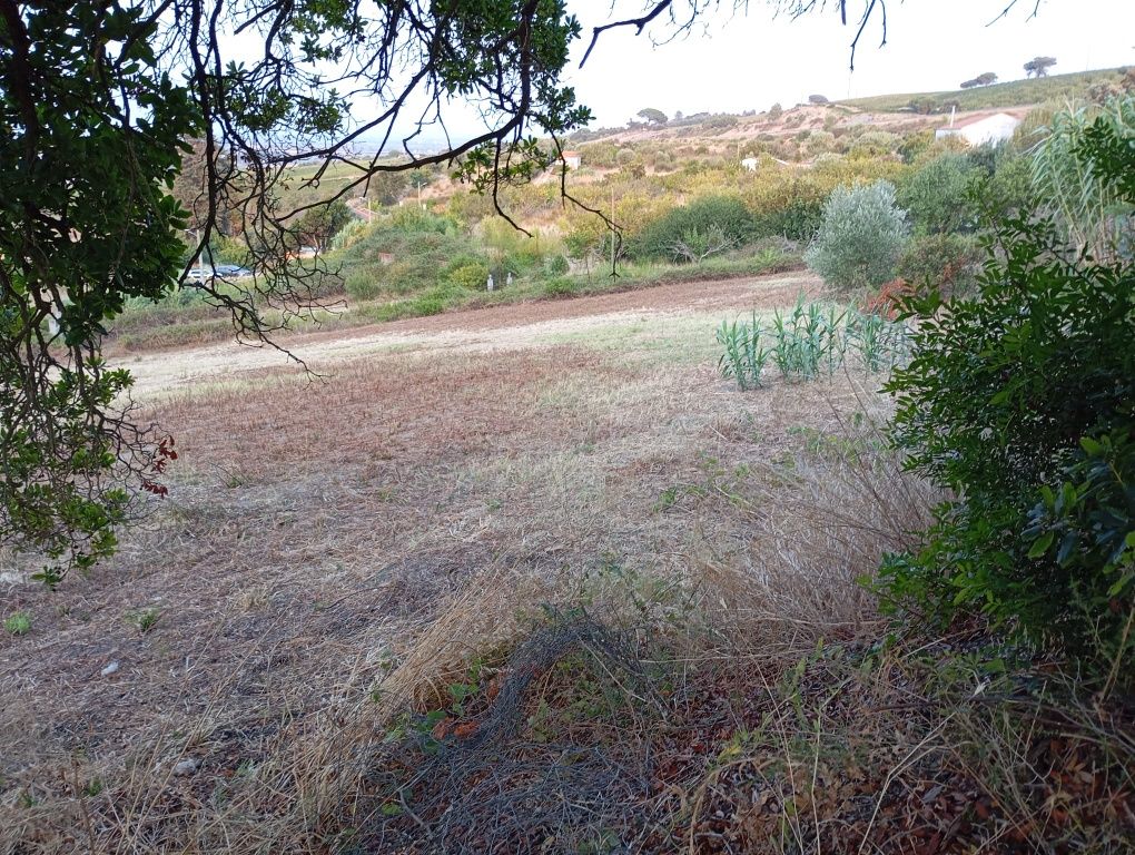 Arrendamento de terreno para Pasto- 5000 m2