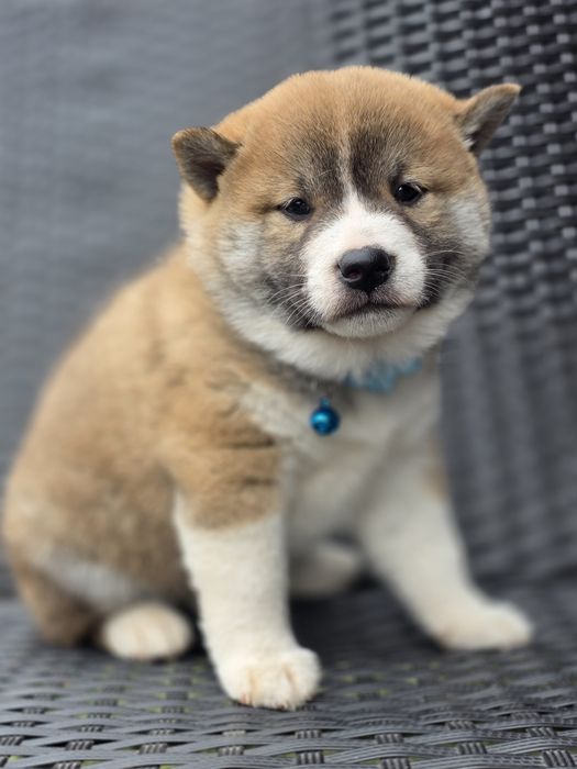 SHIBA INU piesek metryka szczeniak chip pies