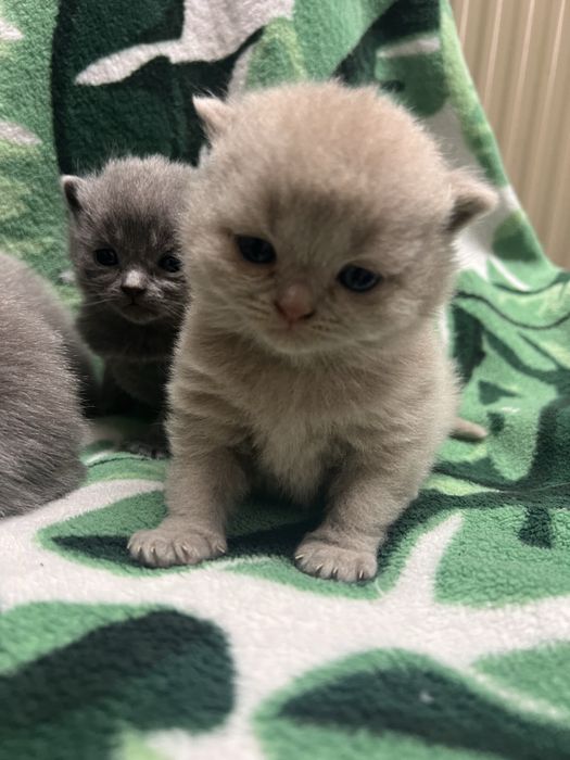 Kocurki brytyjskie krotkowlose