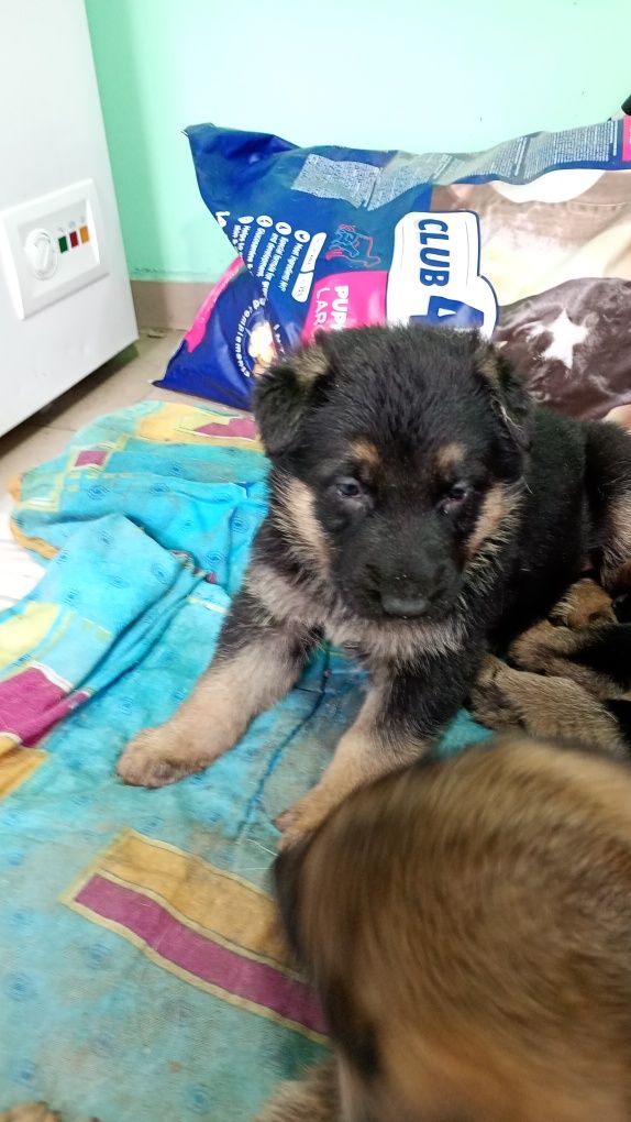 Цуценята німецької вівчарки