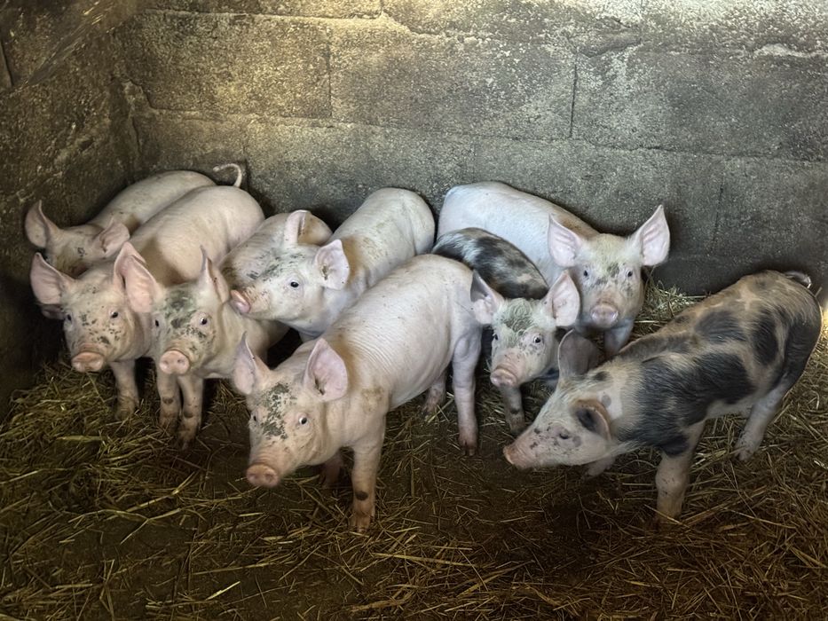 Leitoes prontos a sair