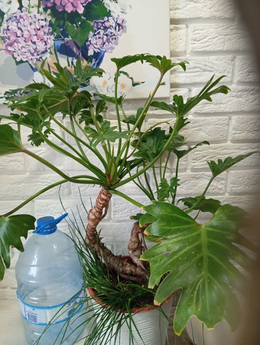 Продаж кімнатних рослин