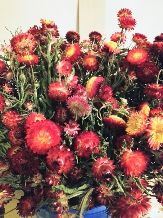 Suszony Zatrwian, dmuszek jajowaty i kacanka