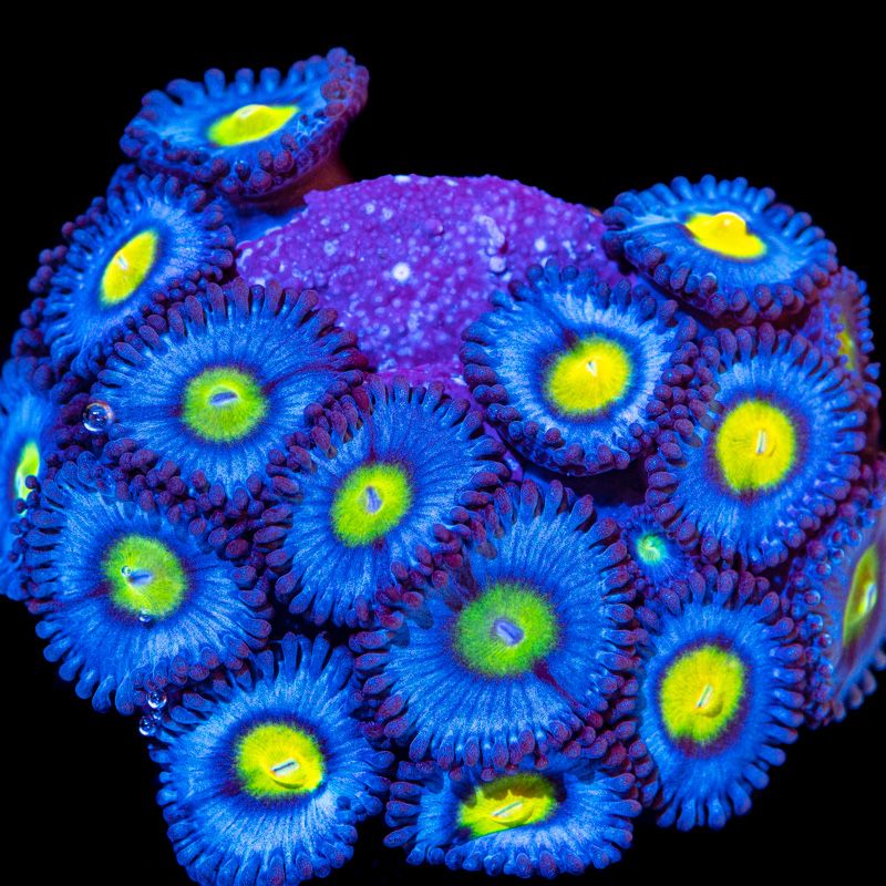 Zoanthus AOI,  zobacz inne!