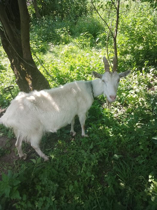 Продам коза біла