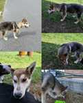 Szczeniak husky szuka domu