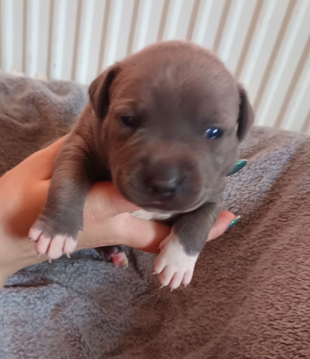 Suczka, American Staffordshire Terrier, Amstaff