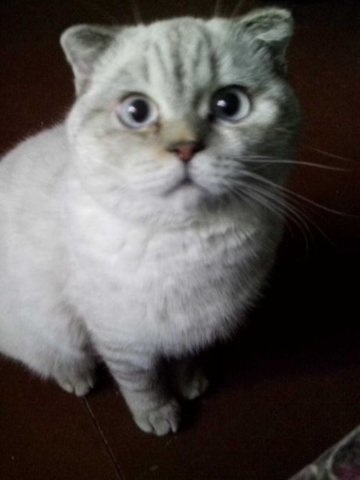 Потерялся кот, вислоухий, очень давно