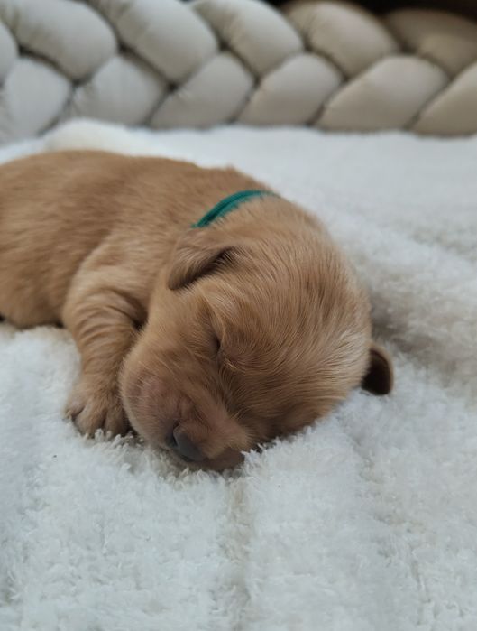 Golden Retriever ZKwP FCI ciemno złote maleństwa
