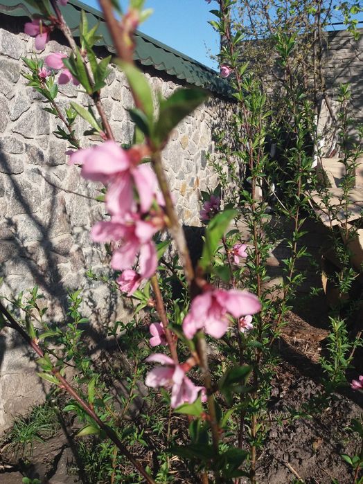 Саженец персика дикий. четырёхлетний. Плодоносит.