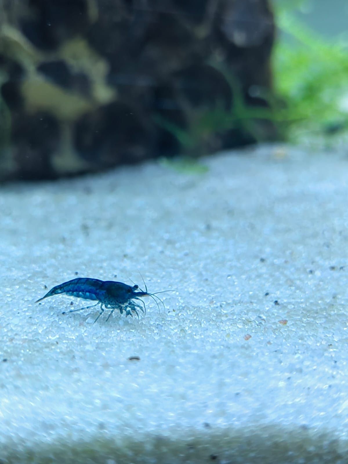 Camarões Neocaridina Blue Dream TOP