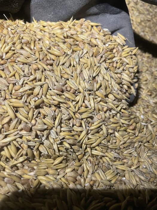 Mieszanka zbozowa po centrali 10 ton