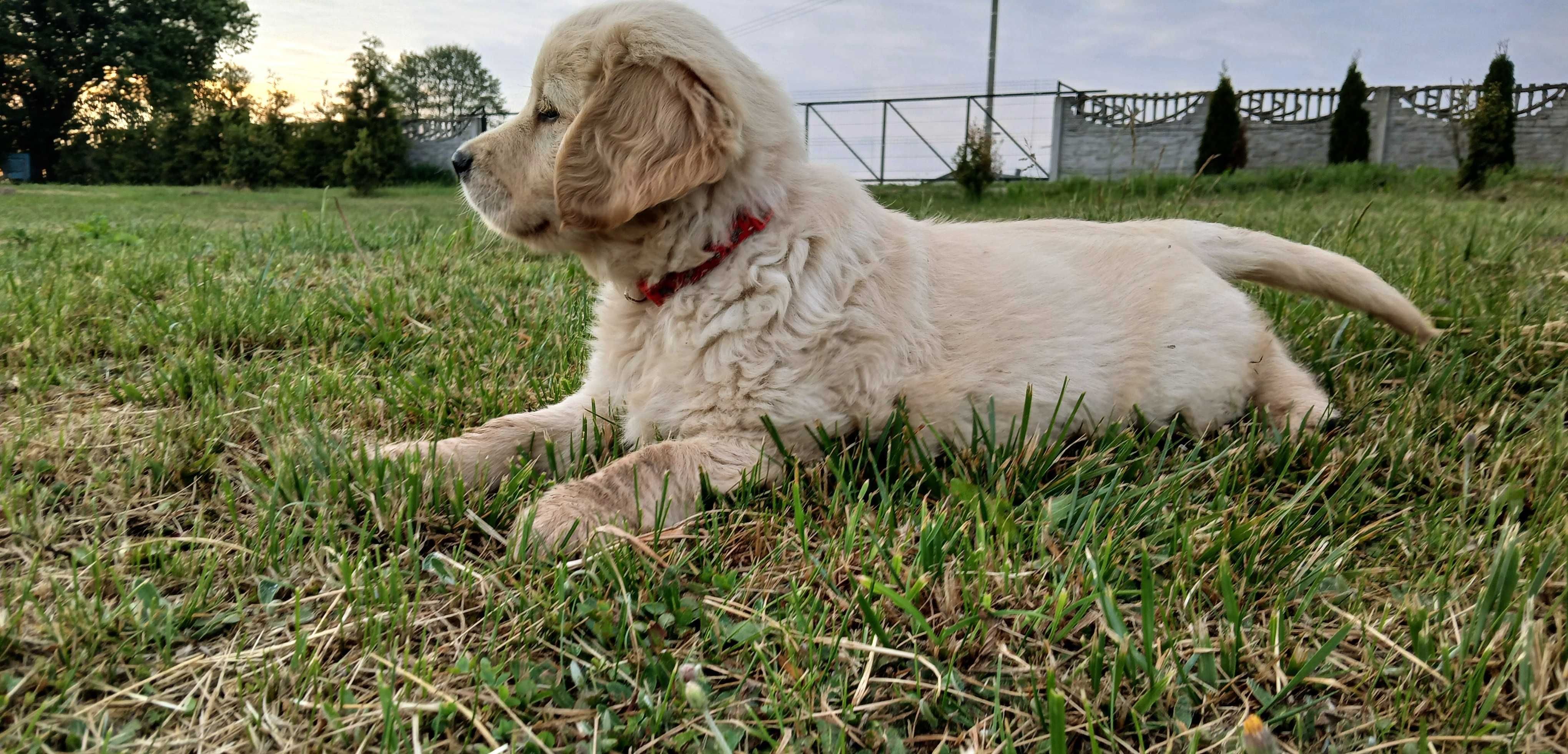Golden Retriever Suczka Gotowa do Odbioru