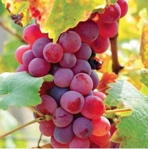 Sadzonki winogron, winorośli w doniczce - różne odmiany