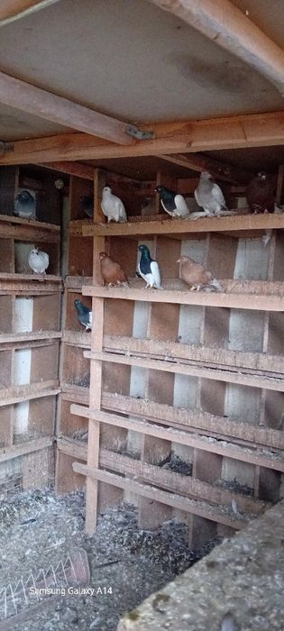 Sprzedam gołębie bociany,skowrony,jasne i murzyny