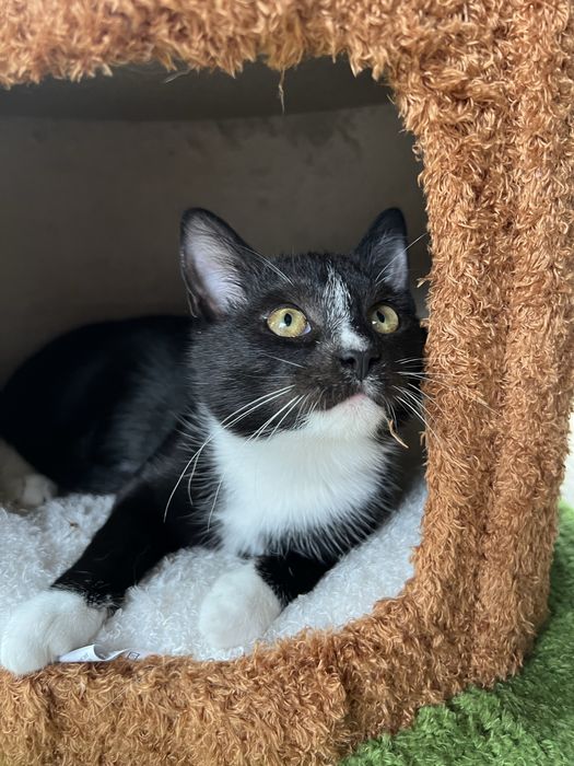 Oreo cudny młody kocurek do adopcji