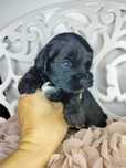 Yorkshire Terrier, Black, czarny