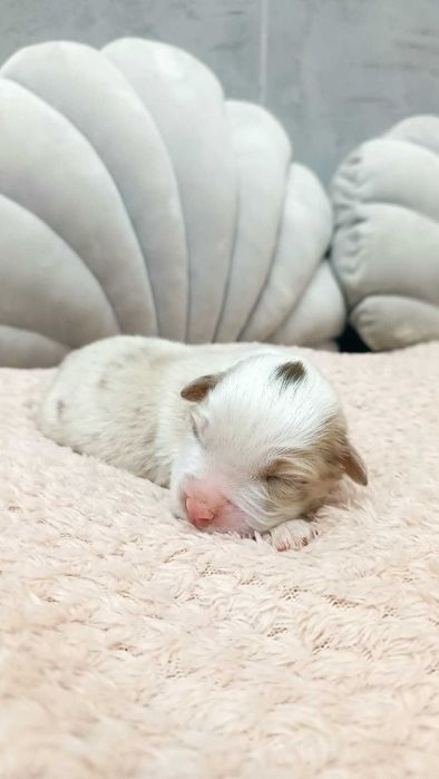 Owczarek Australijski – Suczka – Red Merle- długi ogonek.