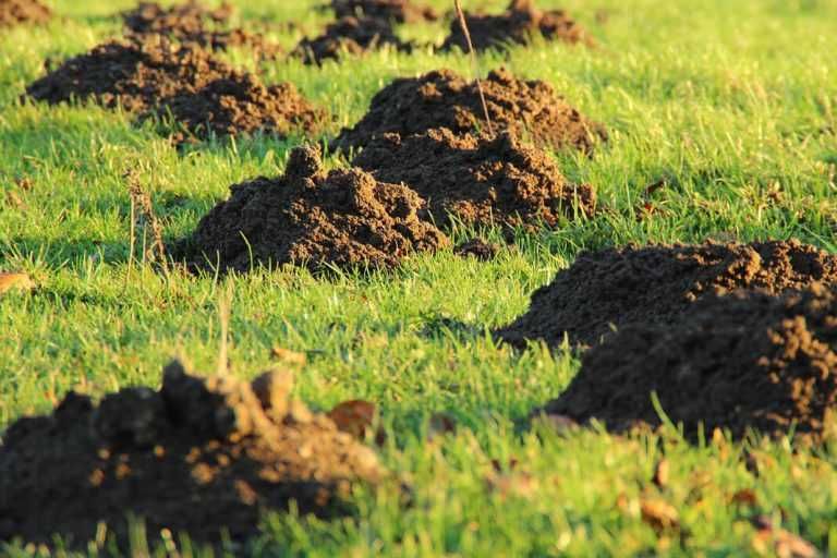 Koszenie trawy pielęgnacja ogrodów Wycinka drzew .Rębak