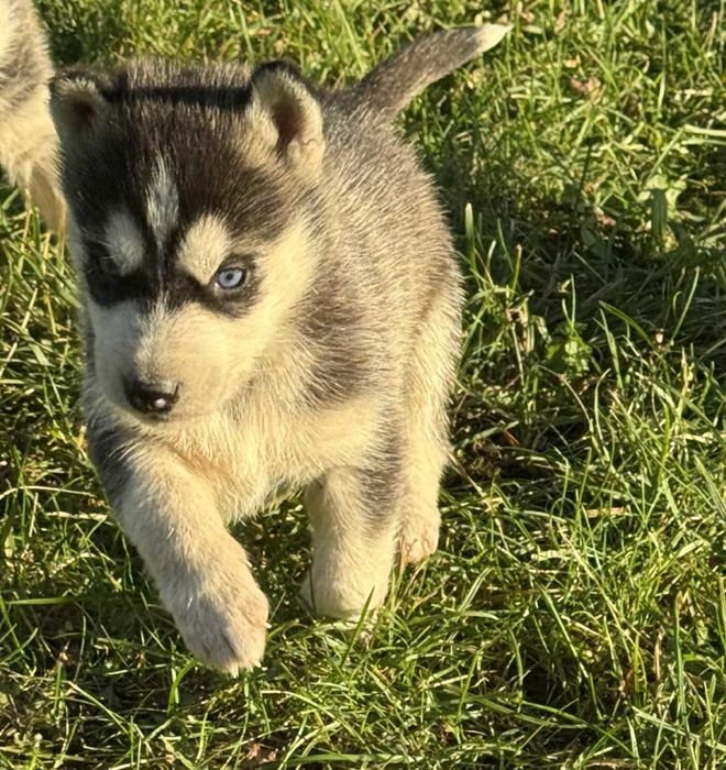 Szczeniak Syberian husky