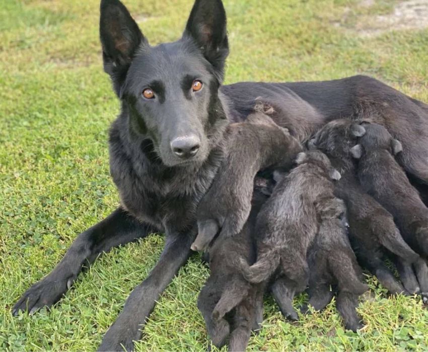 Прилаштовуються цуцики, метиса чорної вівчарки!Будуть з великих! Бронь