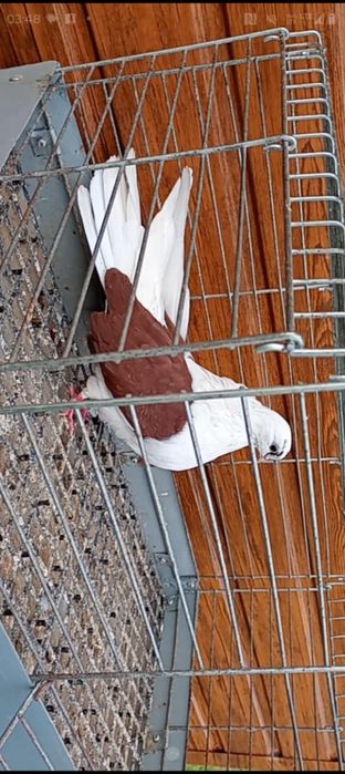 Orliki szaryki nikołajewskie boki