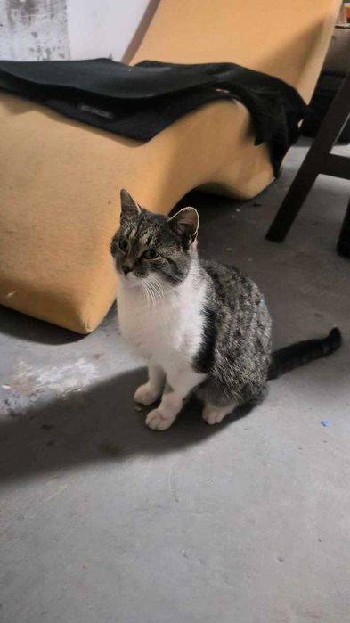 Oddam młodego kocurka