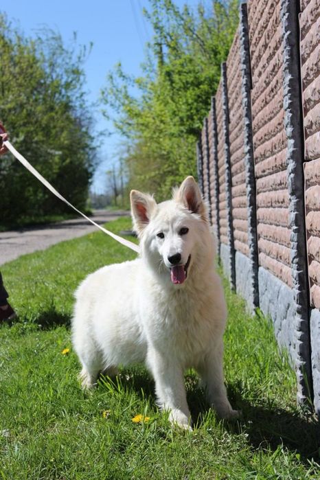 Біла швейцарська вівчарка