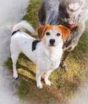 Urocza sunia do adopcji.