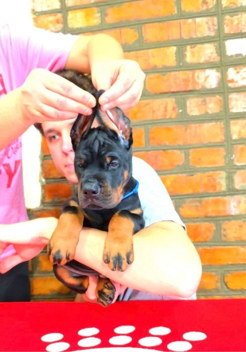 Найкращий малюк породи доберман