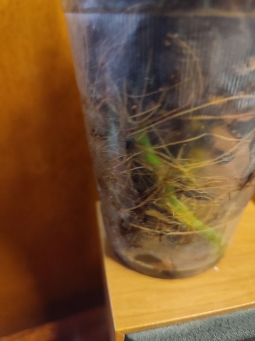 Детка орхидеи Jillion ( Джиллиан)