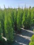 Tuja Thuja szmaragd 100cm Transport