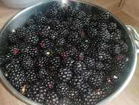 Jeżyny 30zl /kg.