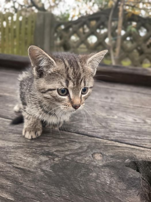 Kotek do oddania za darmo