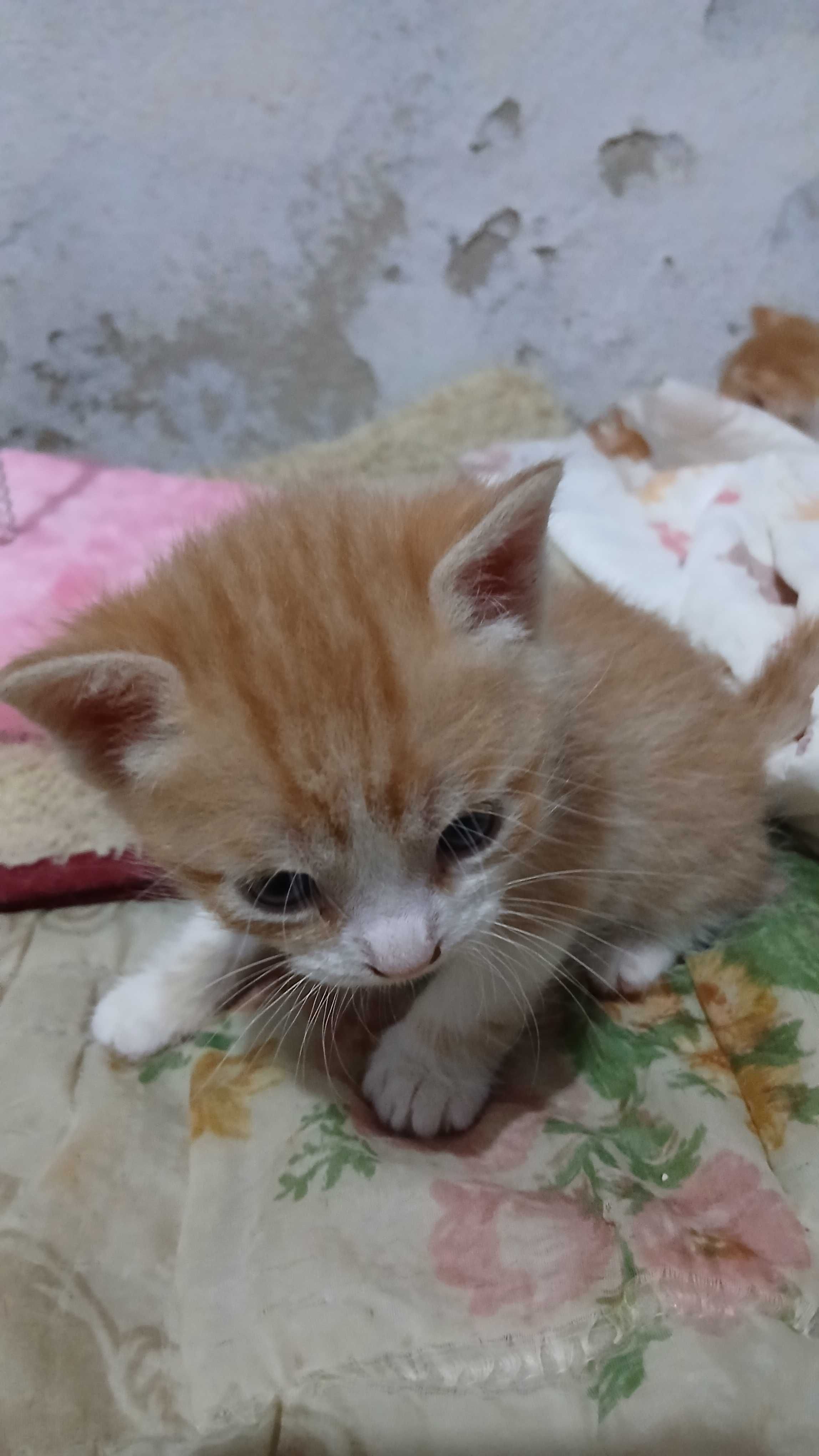 Gatinhos precisam de uma família