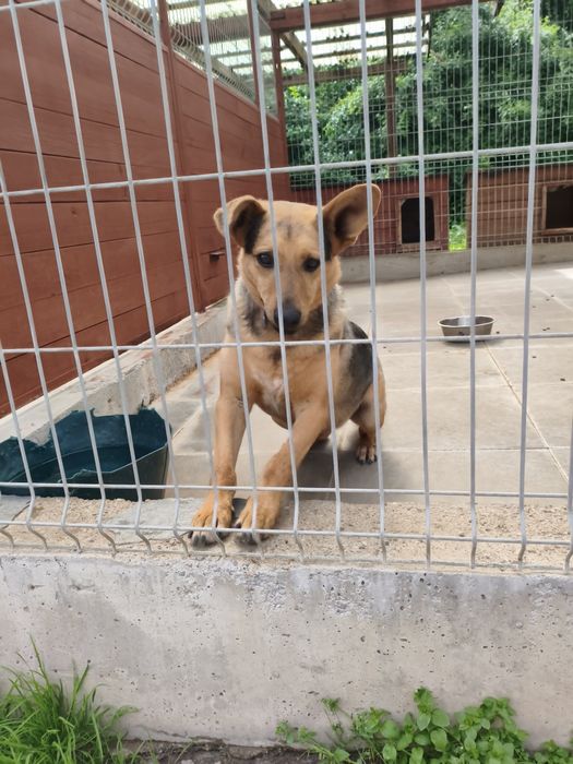 Łagodny, kochany, uwielbia przytulanie i głaskanie-Bueno