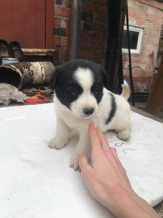 Чернігів, цуцики безкоштовно! Дівчинки та хлопчик