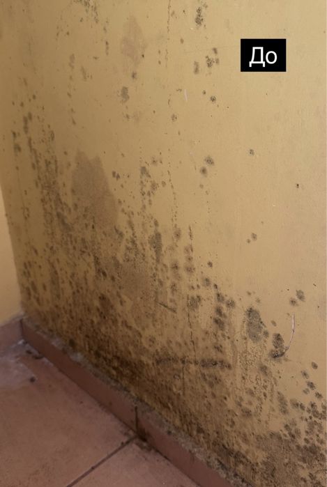 Удаление грибка , удаление плесени . Устранение грибка , плесени Озон